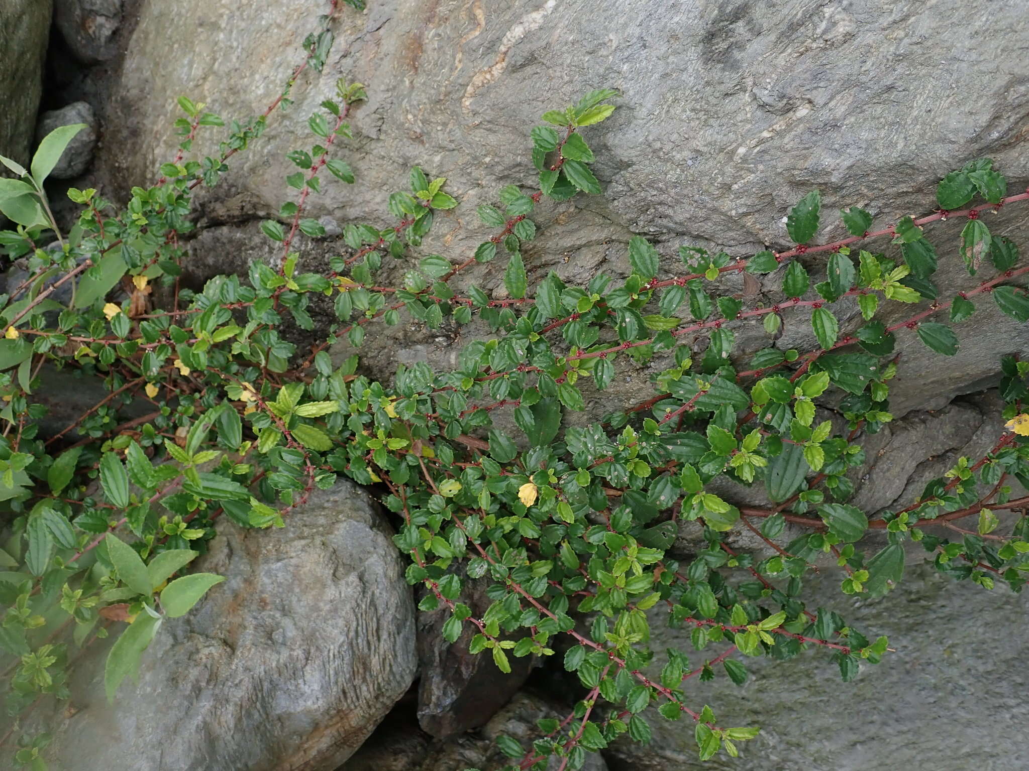 Imagem de Pouzolzia sanguinea var. elegans (Wedd.) Friis, Wilmot-Dear & C. J. Chen