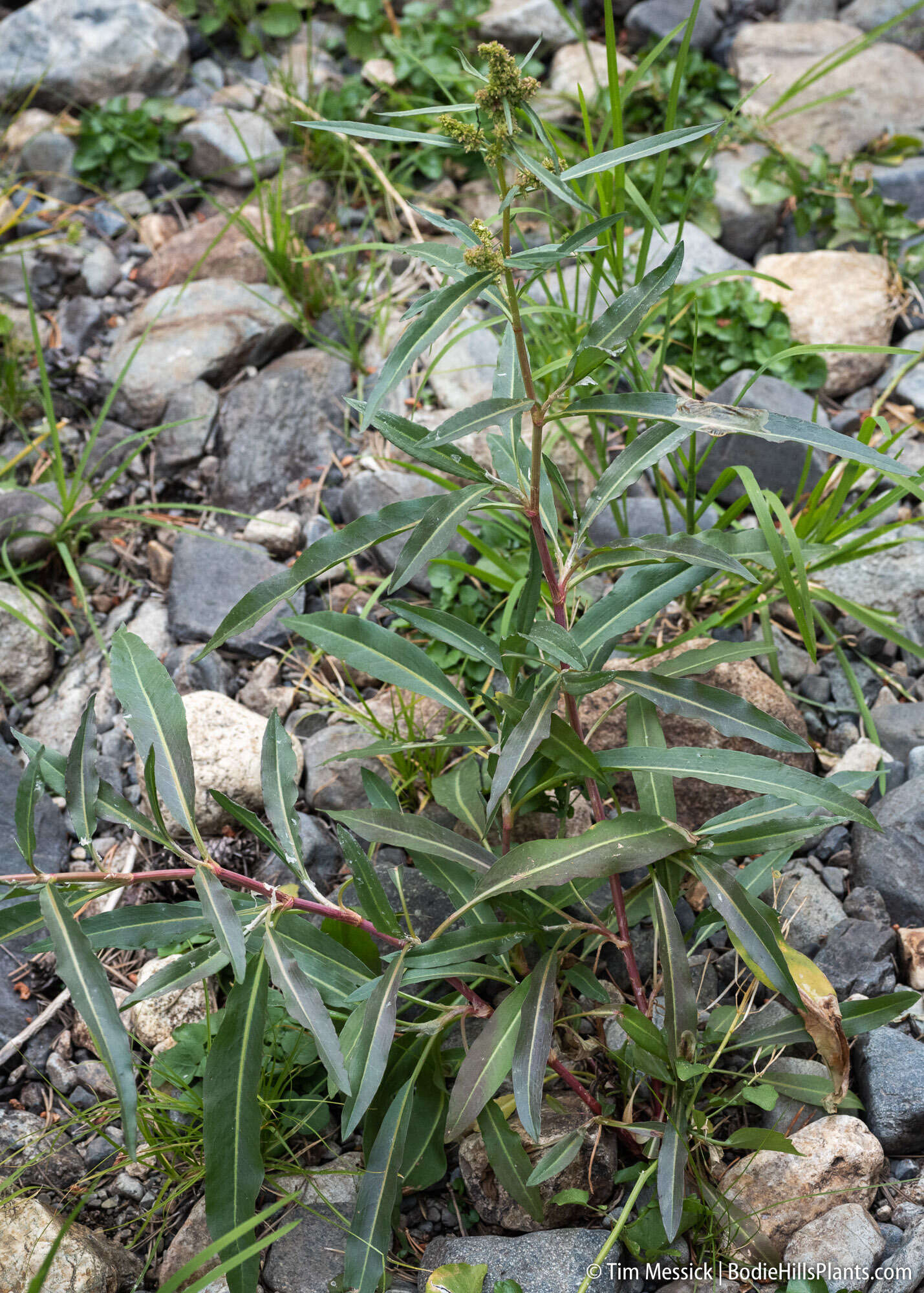 Rumex californicus Rech. fil. resmi