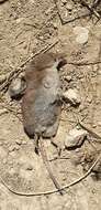 Image of VALAIS SHREW