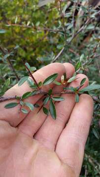 Image de Pyracantha fortuneana (Maxim.) H. L. Li