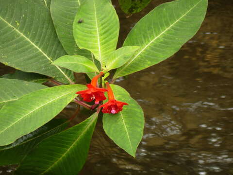 Image of Fuchsia macrostigma Benth.