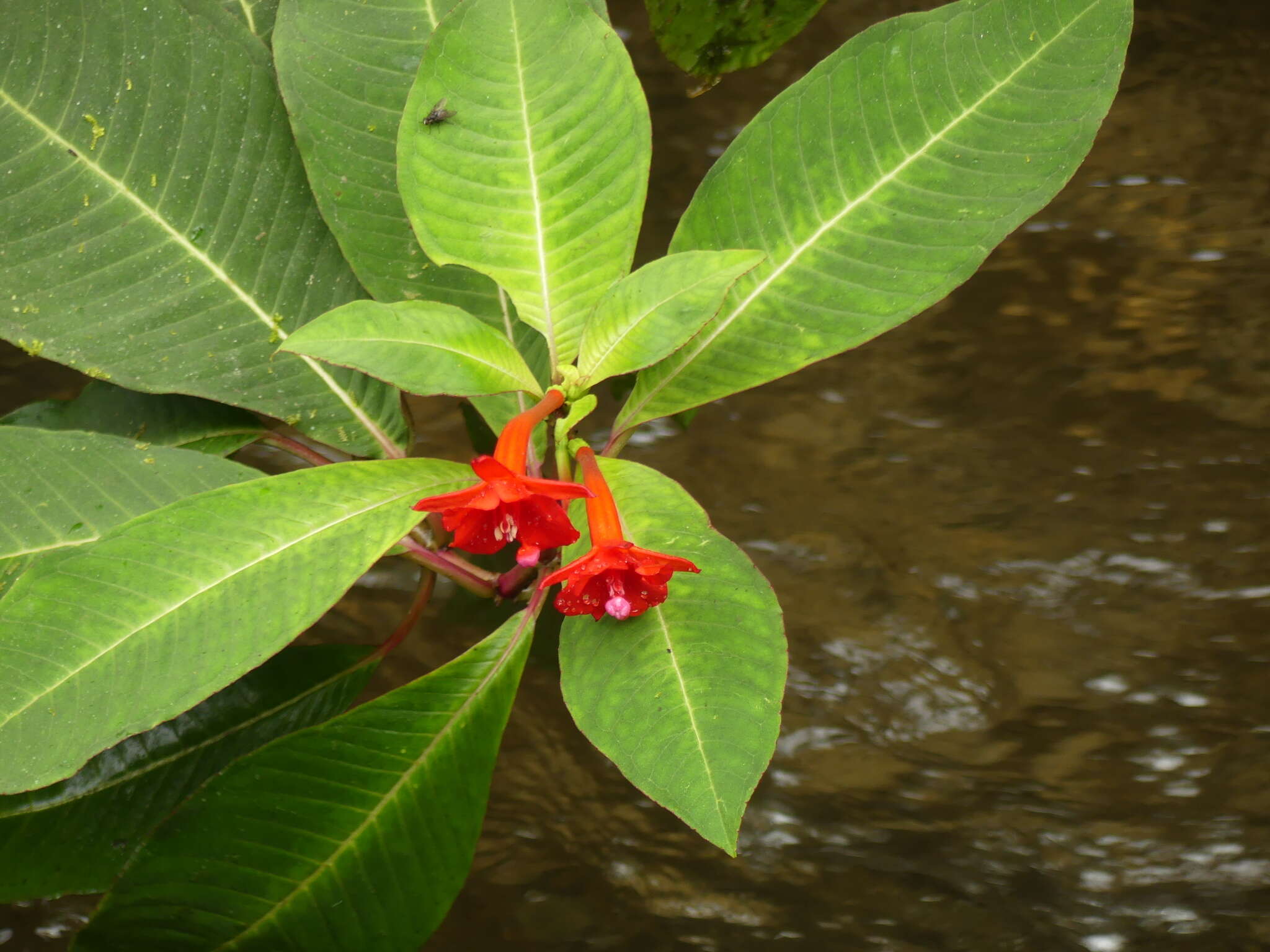 Plancia ëd Fuchsia macrostigma Benth.