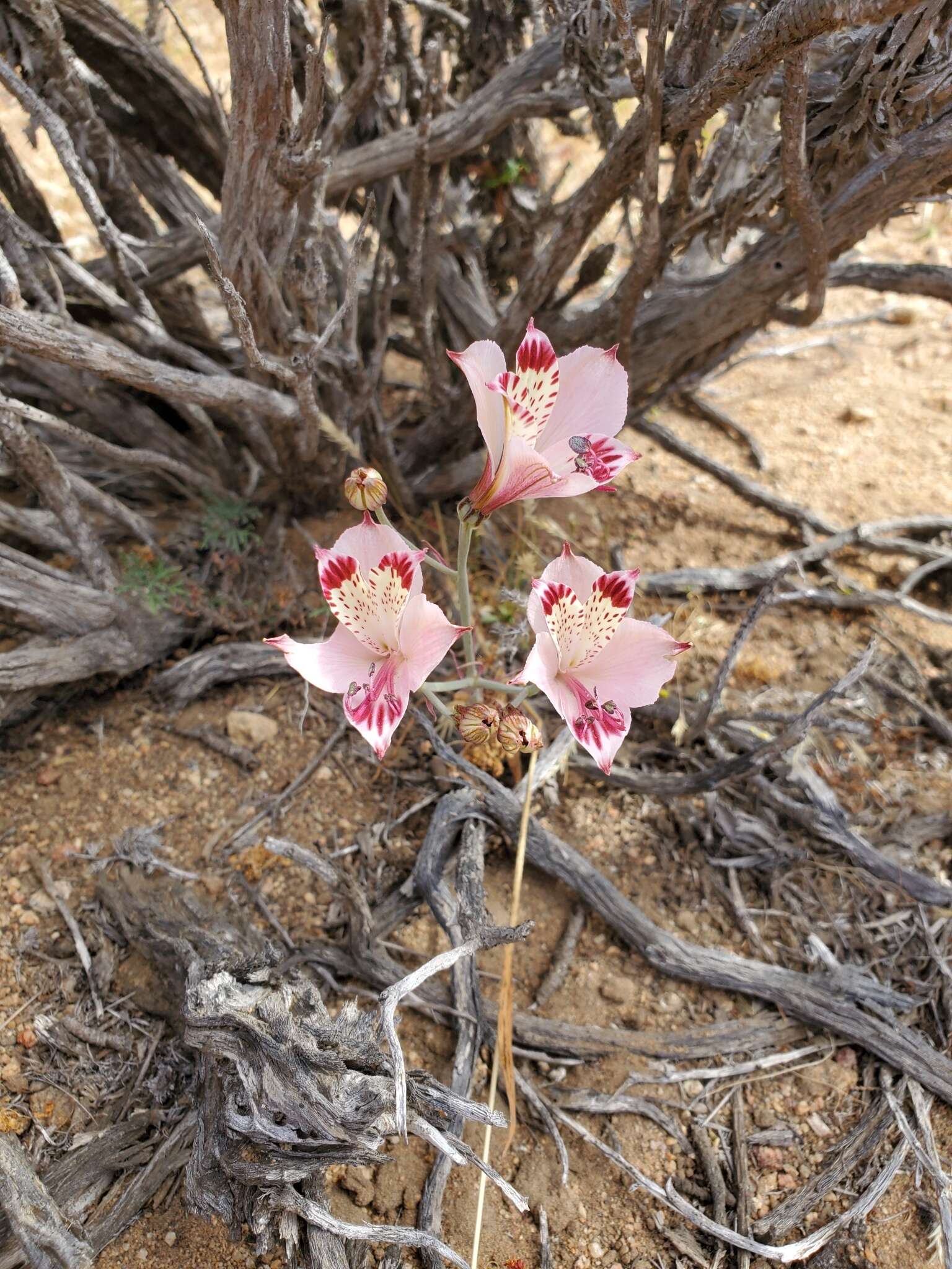 Image of Alstroemeria diluta Ehr. Bayer