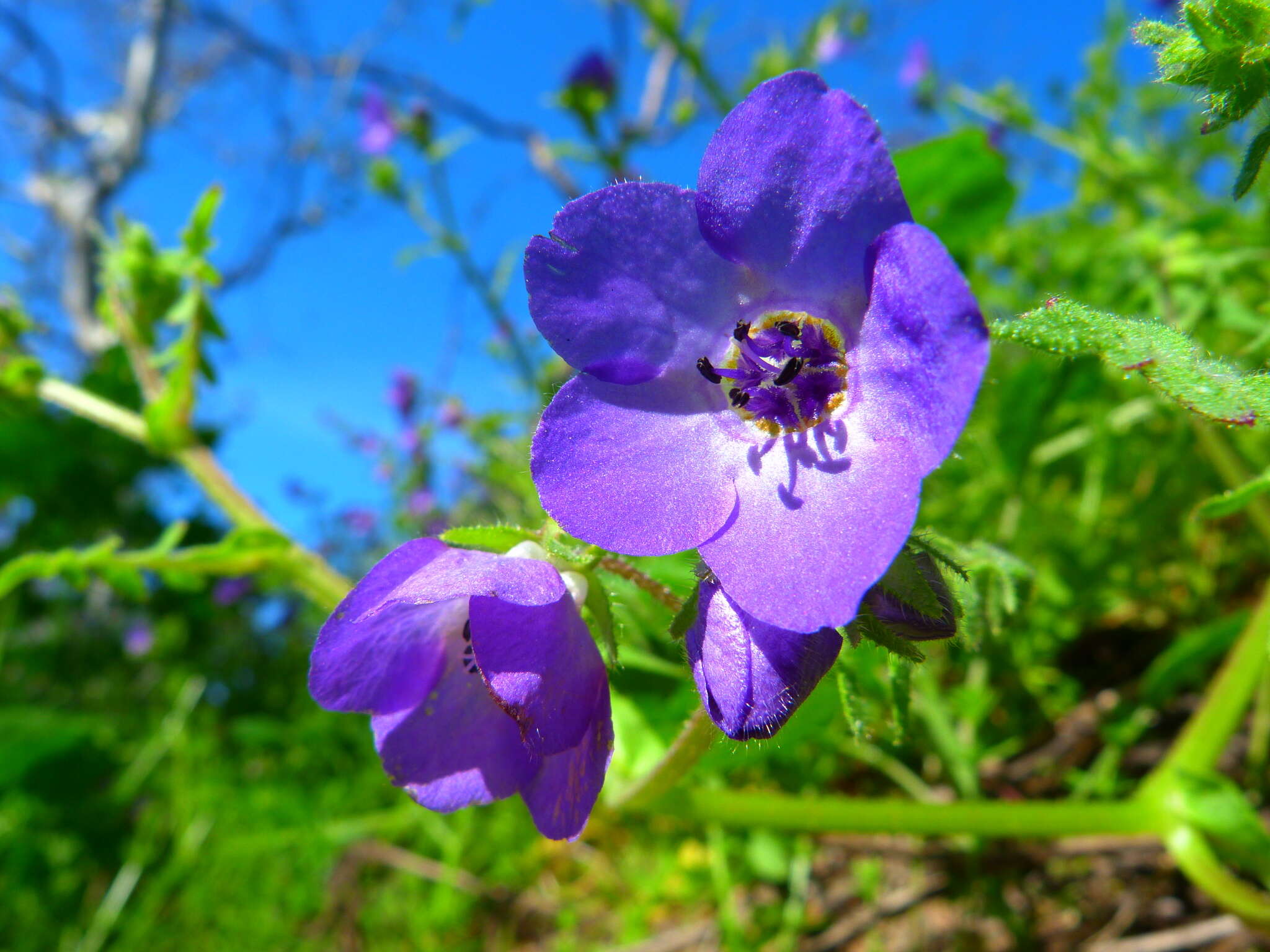 Image of blue fiestaflower
