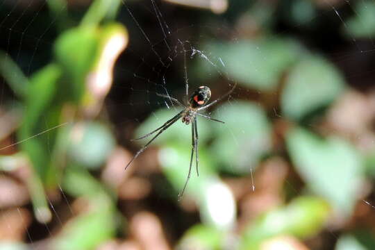 Image of Leucauge argyrobapta (White 1841)