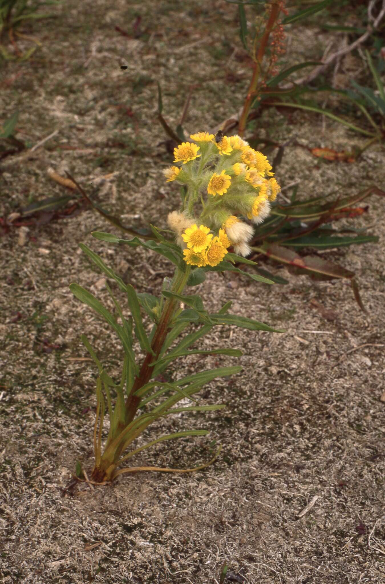 Image de Tephroseris palustris