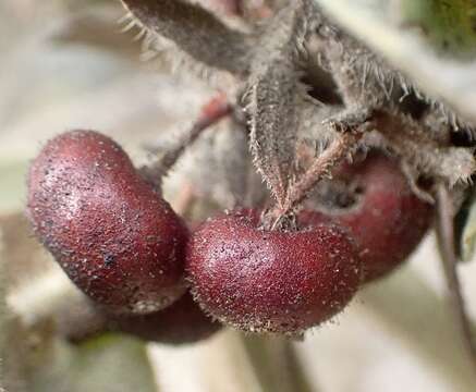 Image of Montara manzanita