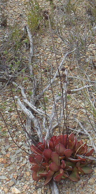 Image of <i>Crassula <i>atropurpurea</i></i> var. atropurpurea