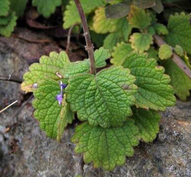 Слика од Plectranthus bojeri (Benth.) Hedge