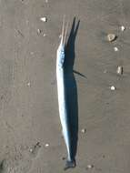 Image of California needlefish