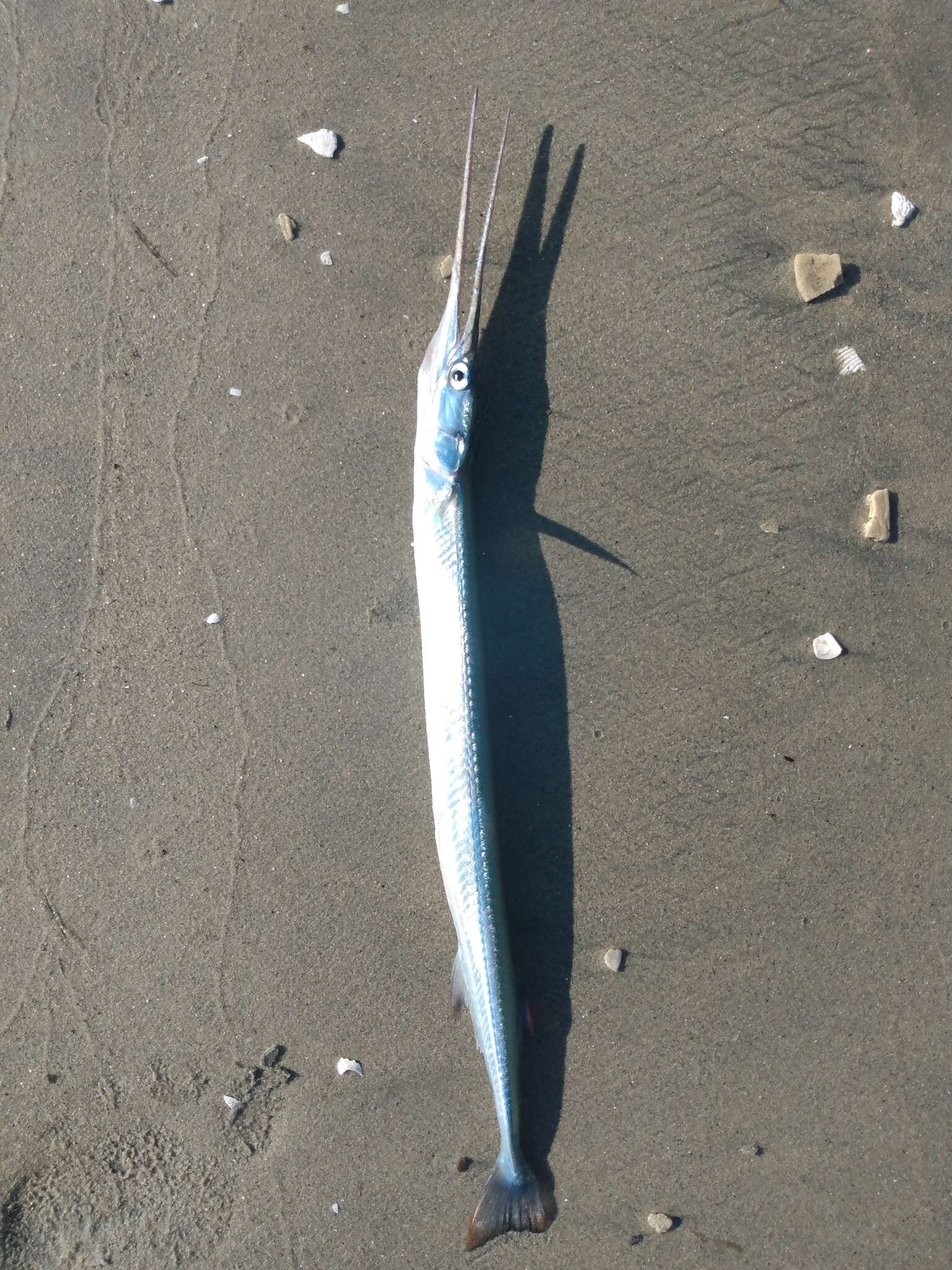 Image of California needlefish