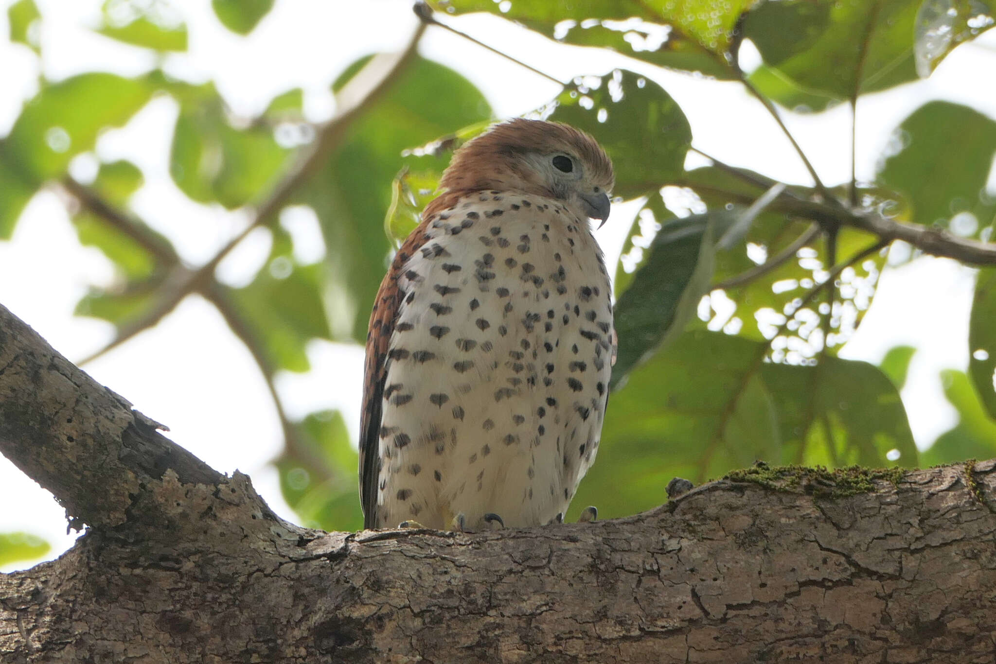 صورة Falco punctatus Temminck 1821