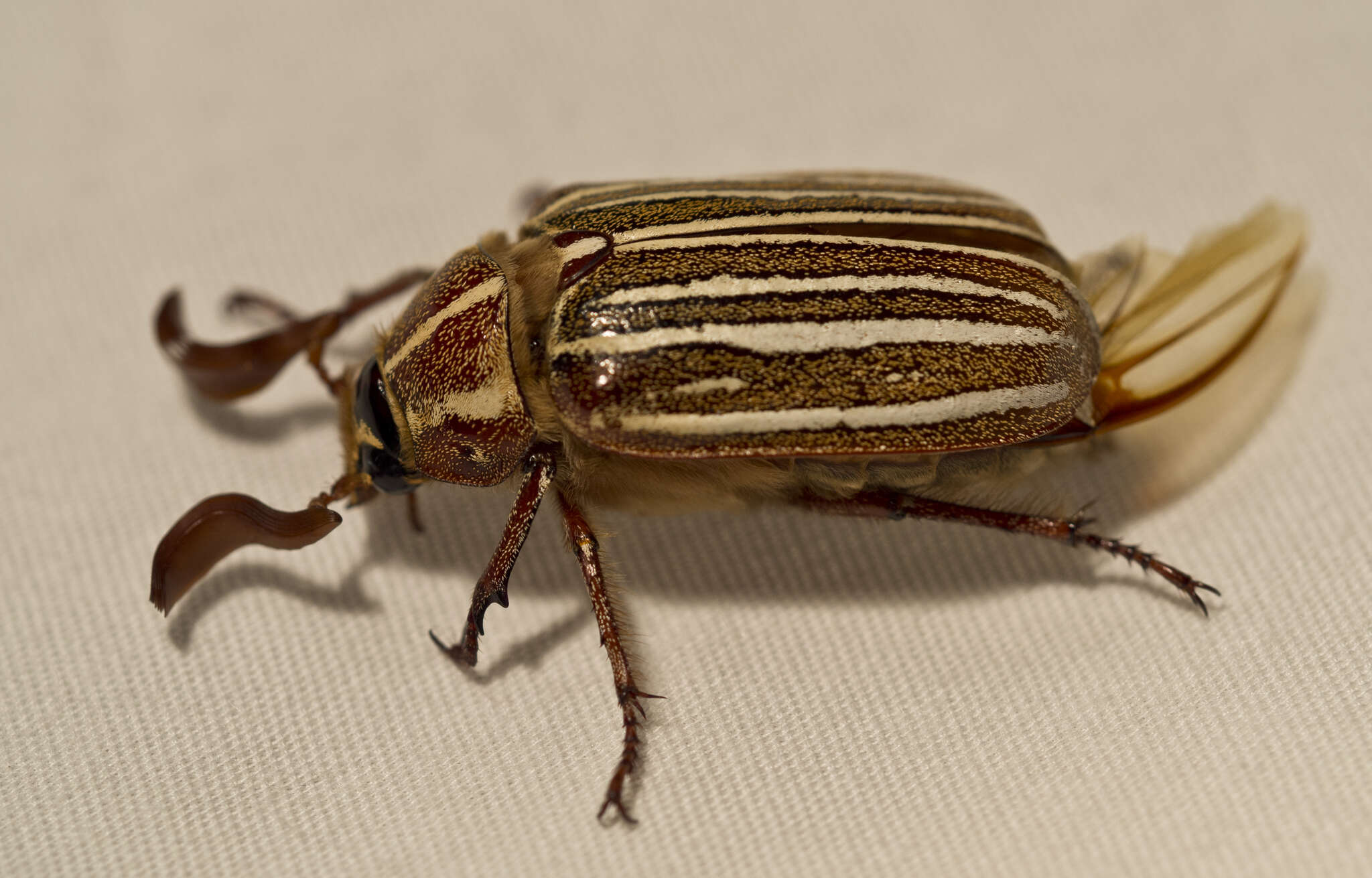 Image of Ten-lined June Beetle