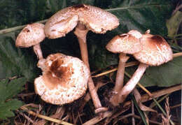 Image of Lepiota cristata (Bolton) P. Kumm. 1871