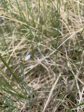 Image of Pale Blue-Eyed Grass