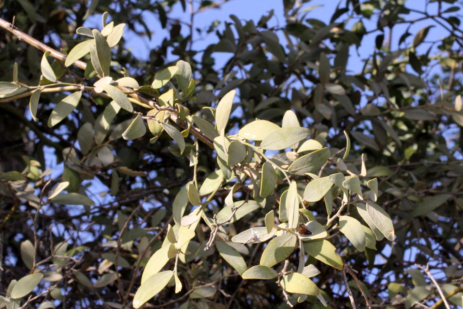 Plancia ëd Ventilago viminalis Hook.