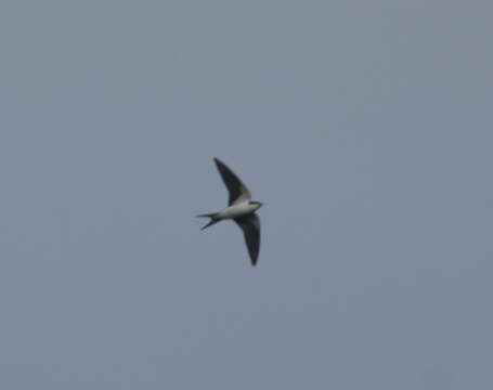 Image of Bahama Swallow