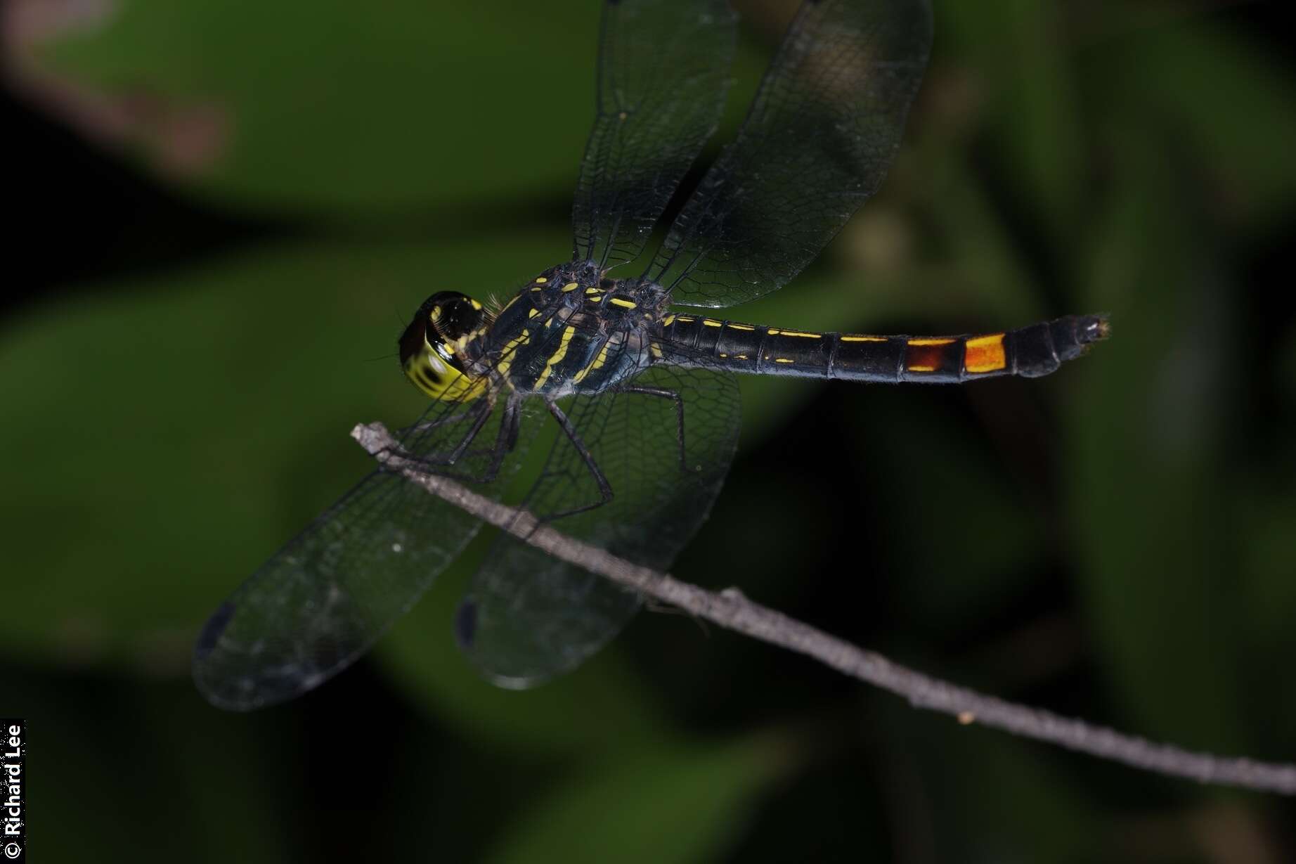 Слика од Agrionoptera sexlineata Selys 1879