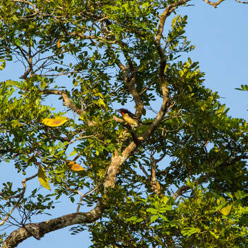 Image of Black-spotted Barbet
