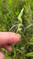 Spiranthes laciniata (Small) Ames resmi