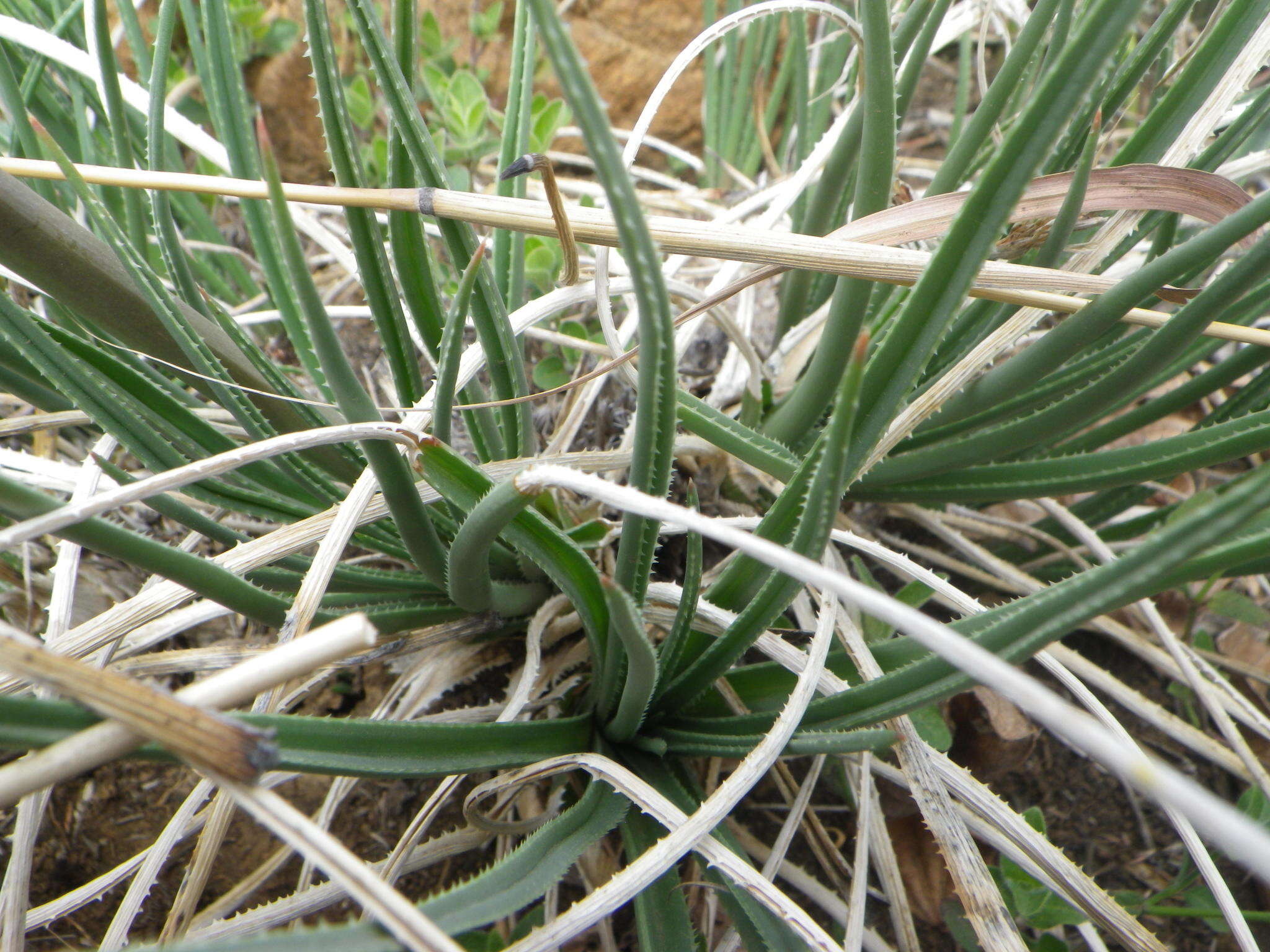 Image of Aloe dominella Reynolds