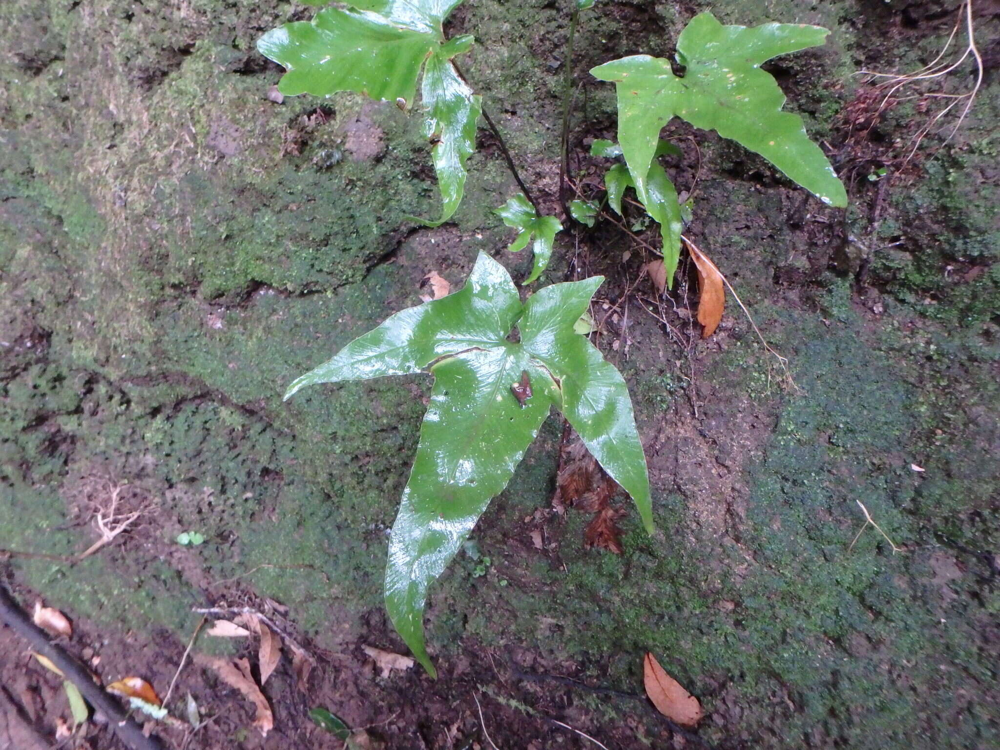 Plancia ëd Asplenium hemionitis L.