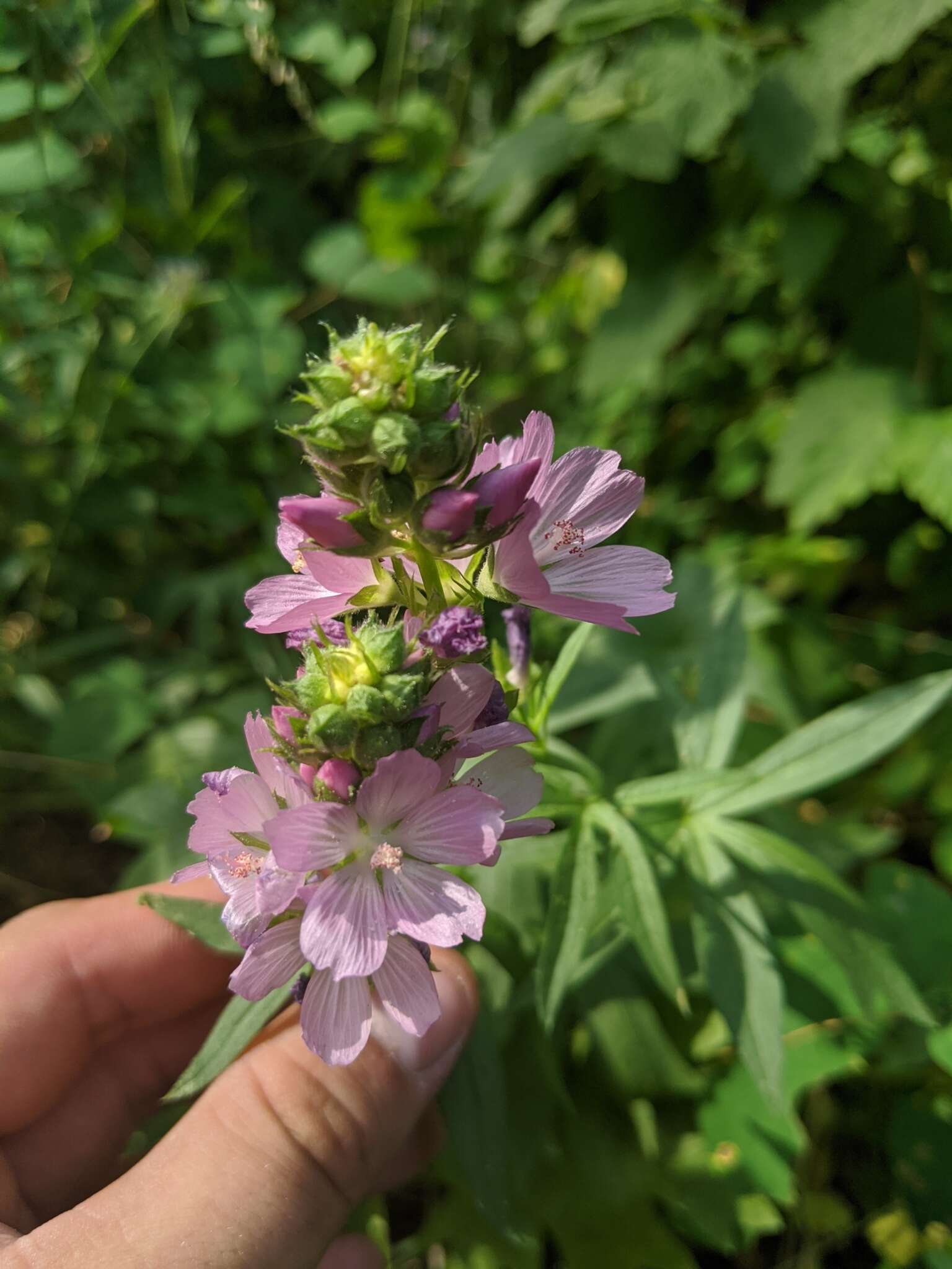 صورة Sidalcea oregana subsp. oregana