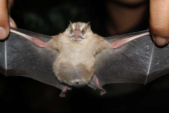 Image of Northern Little Yellow-eared Bat