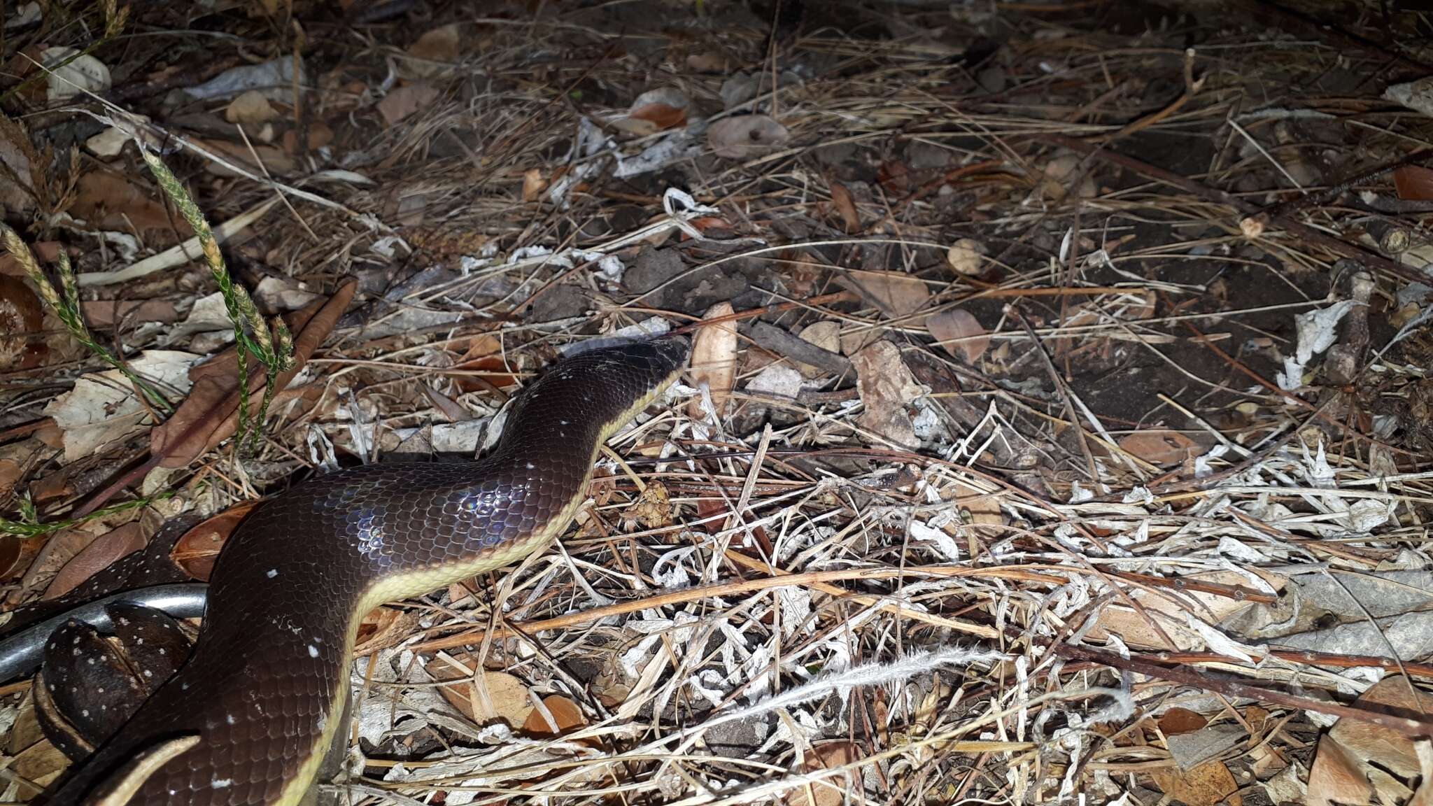 Image of Mexican burrowing pythons