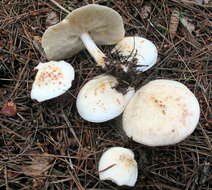 صورة Rhodocollybia maculata var. maculata