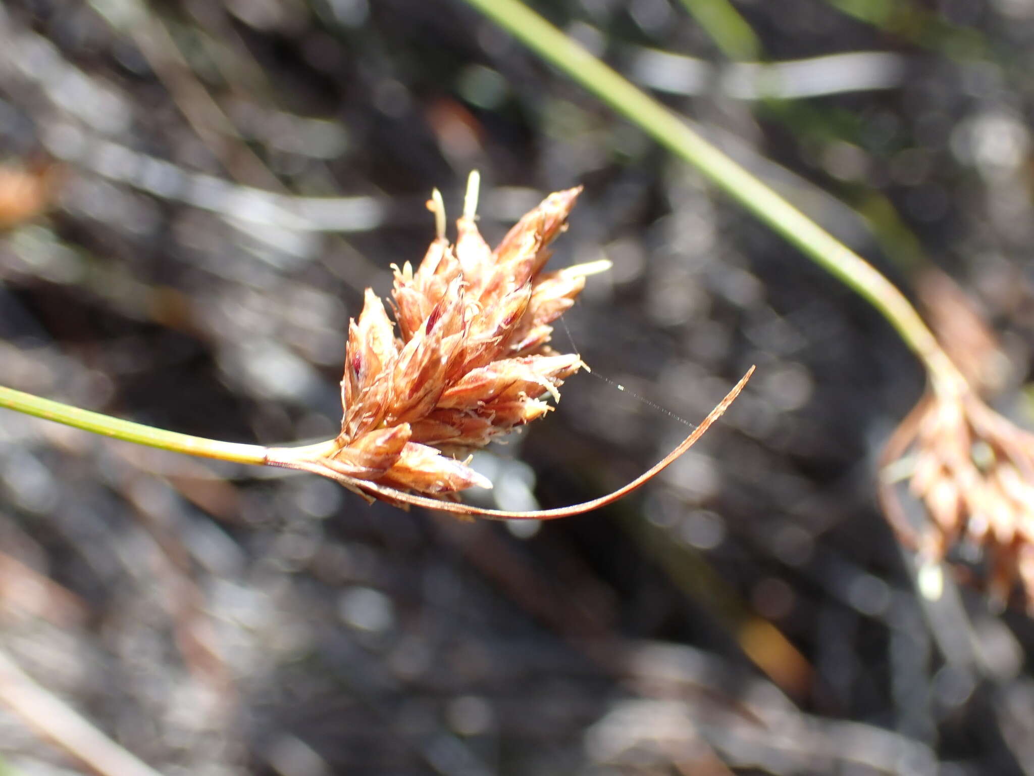 Image of Ficinia fascicularis Nees