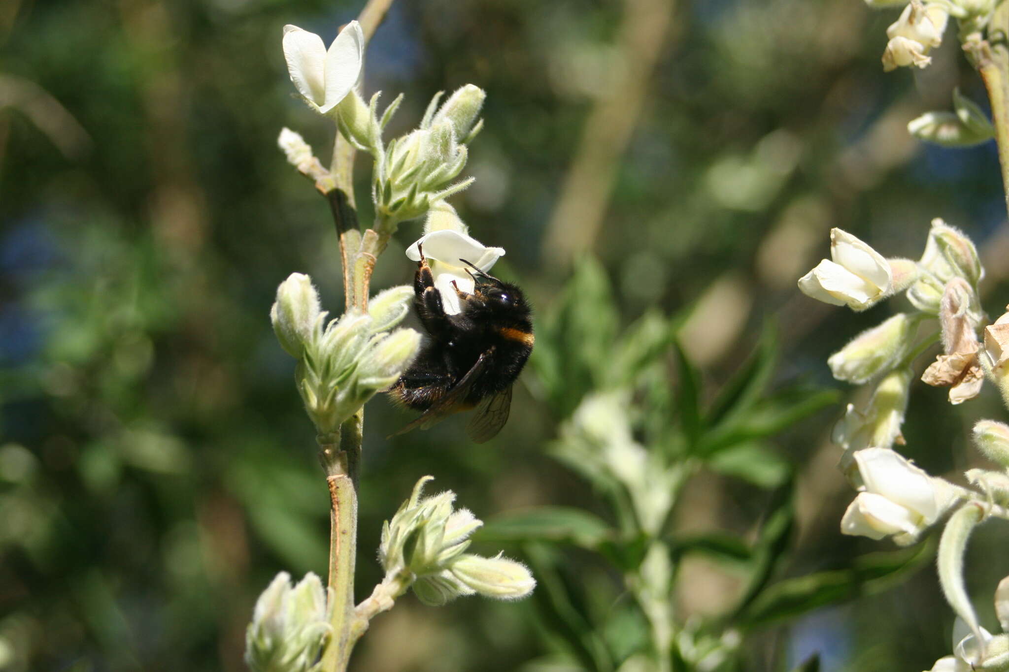 Image of <i>Chamaecytisus prolifer</i> subsp. <i>palmensis</i> (Christ) G. Kunkel