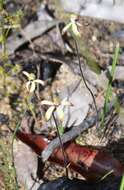 Image of Caladenia testacea R. Br.