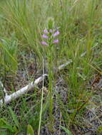 Image of rosy owl's-clover