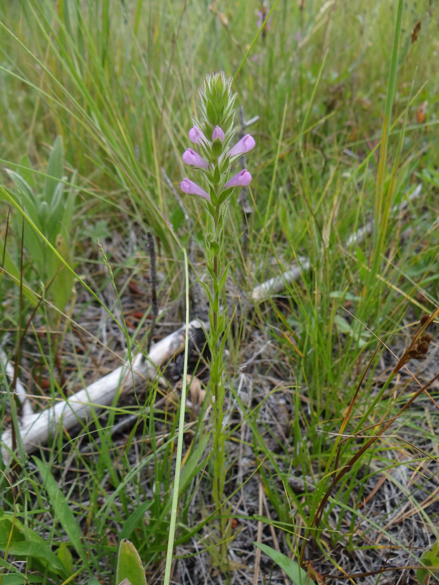 Image of rosy owl's-clover