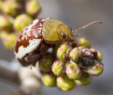 Image de Blepharida (Blepharida) rhois (Forster 1771)