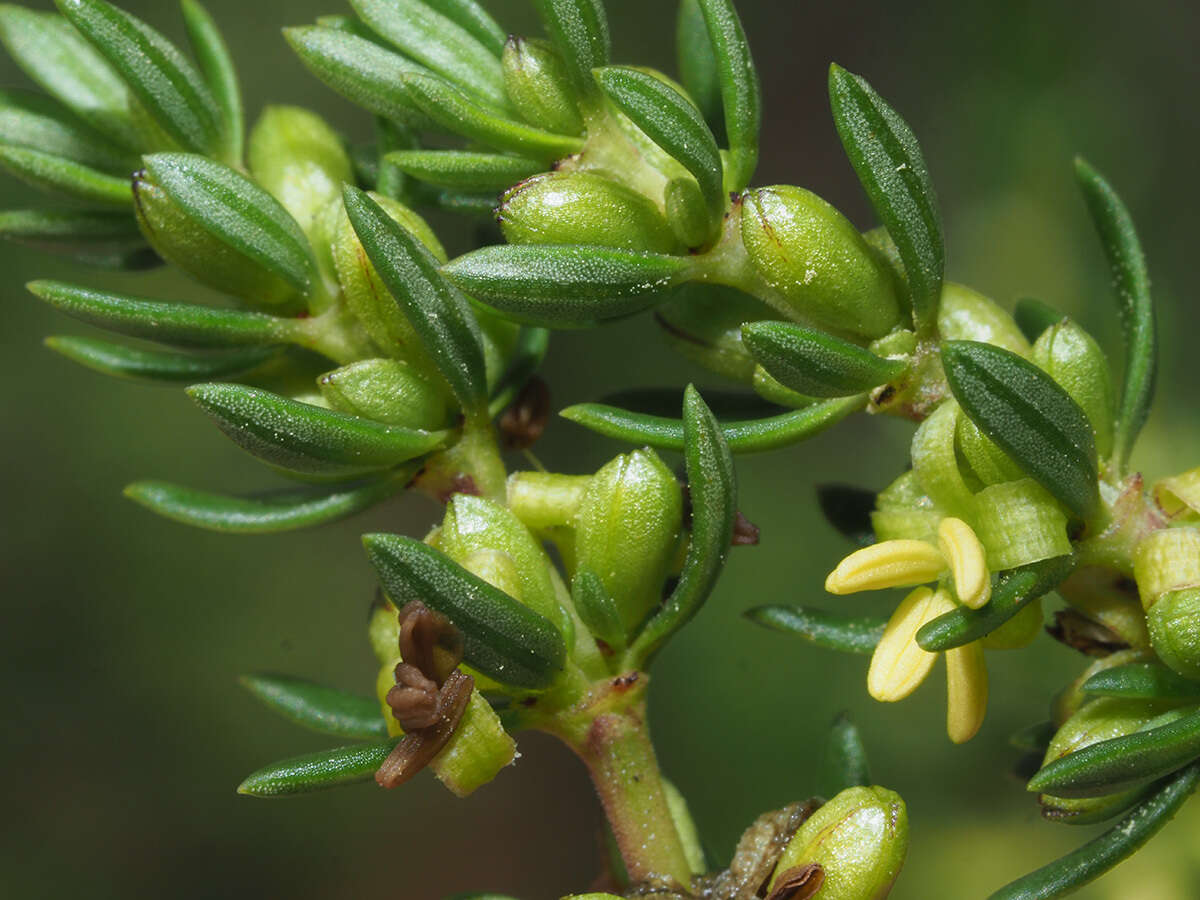 Image of Anthospermum spathulatum Spreng.