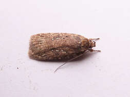 Image of Agonopterix heracliana Linnaeus 1758