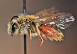 Image of Andrena erythrogaster (Ashmead 1890)