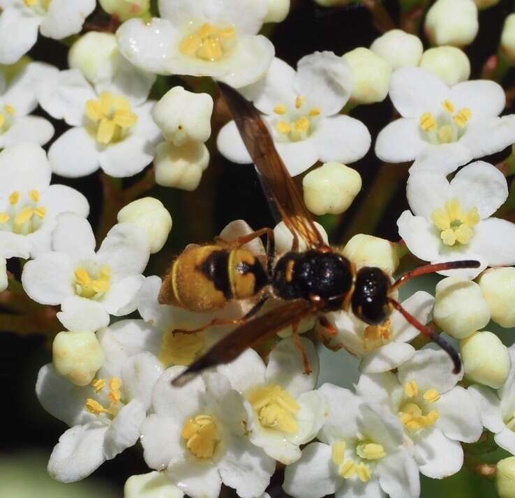 Image of Ancistrocerus lineativentris Cameron 1906