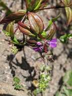 صورة Collinsia heterophylla var. austromontana (Newsom) Munz