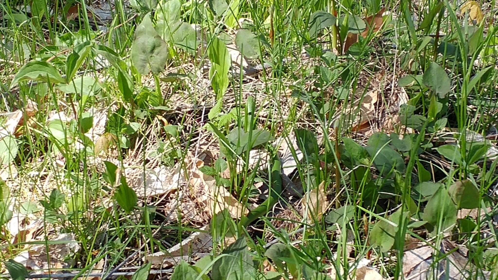 Image of Smooth Green Snake