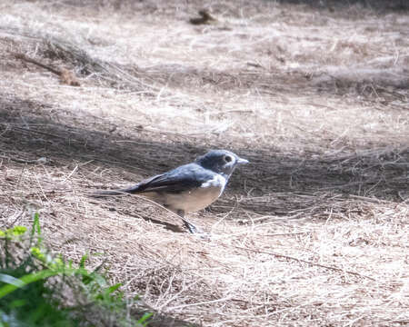 Image of White-eyed Slaty Flycatcher