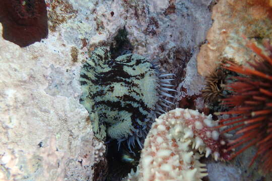 Image of Knobbly anemone