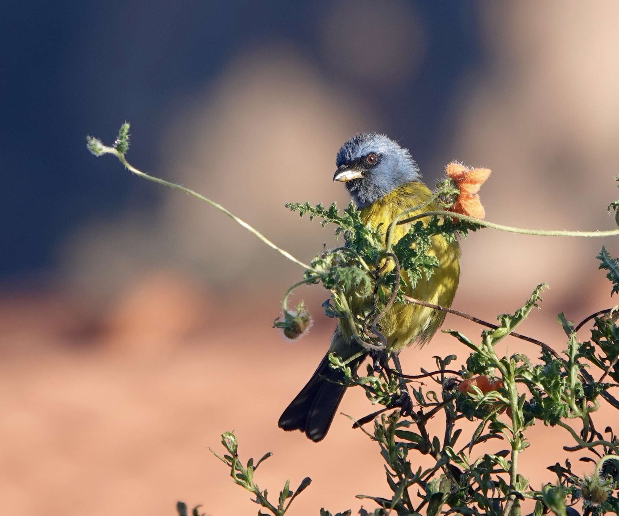 صورة Rauenia bonariensis darwinii (Bonaparte 1838)