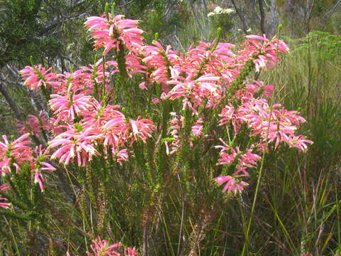 Image of Erica densifolia Willd.