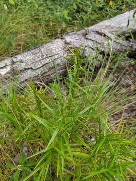 Image of three-way sedge