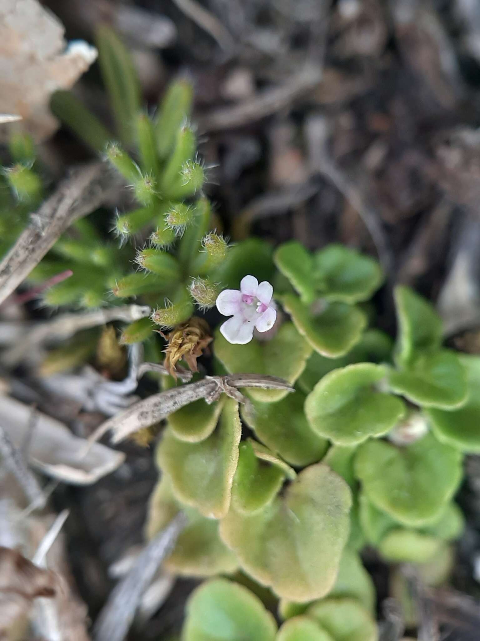 Image de Clinopodium nubigenum (Kunth) Kuntze