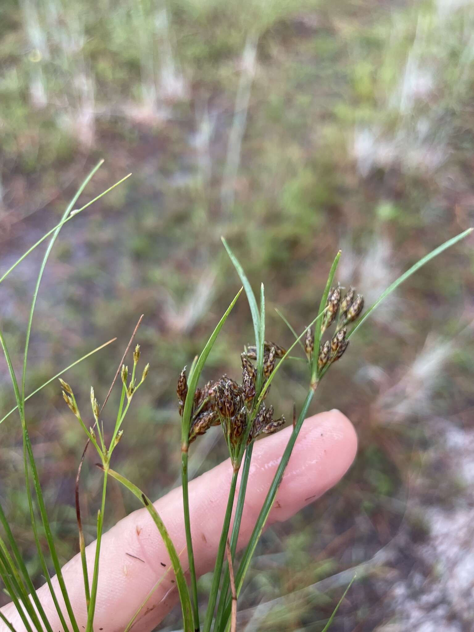 Sivun Fimbristylis dichotoma subsp. podocarpa (Nees) T. Koyama kuva