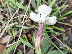 Слика од Dianthus cretaceus Adams